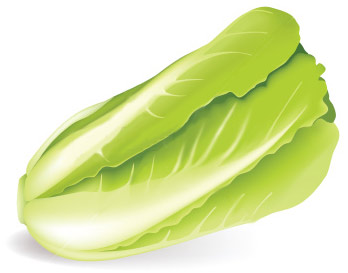 lattuga